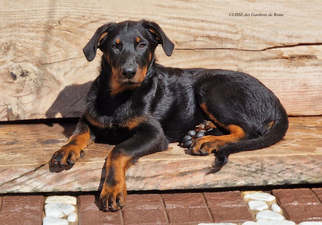 Des Gardiens De Rome - Chiots disponibles - Berger de Beauce