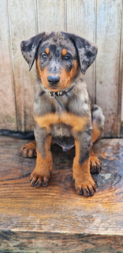 Des Gardiens De Rome - Chiots disponibles - Berger de Beauce
