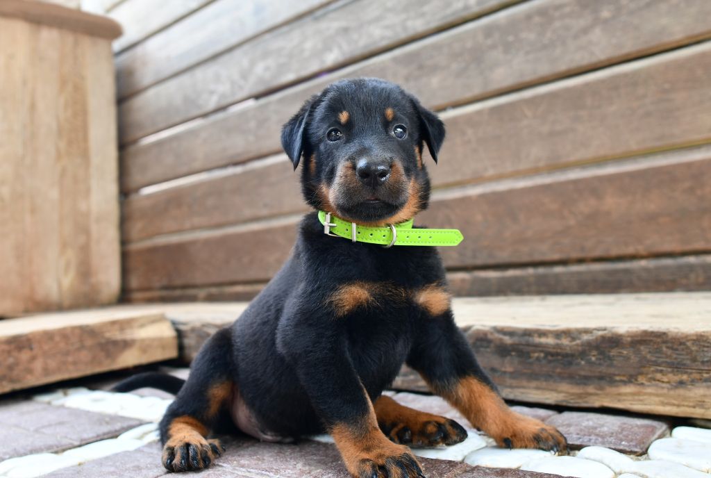 Des Gardiens De Rome - Chiots disponibles - Berger de Beauce