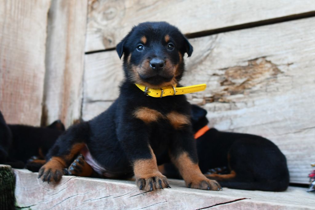 Des Gardiens De Rome - Chiots disponibles - Berger de Beauce