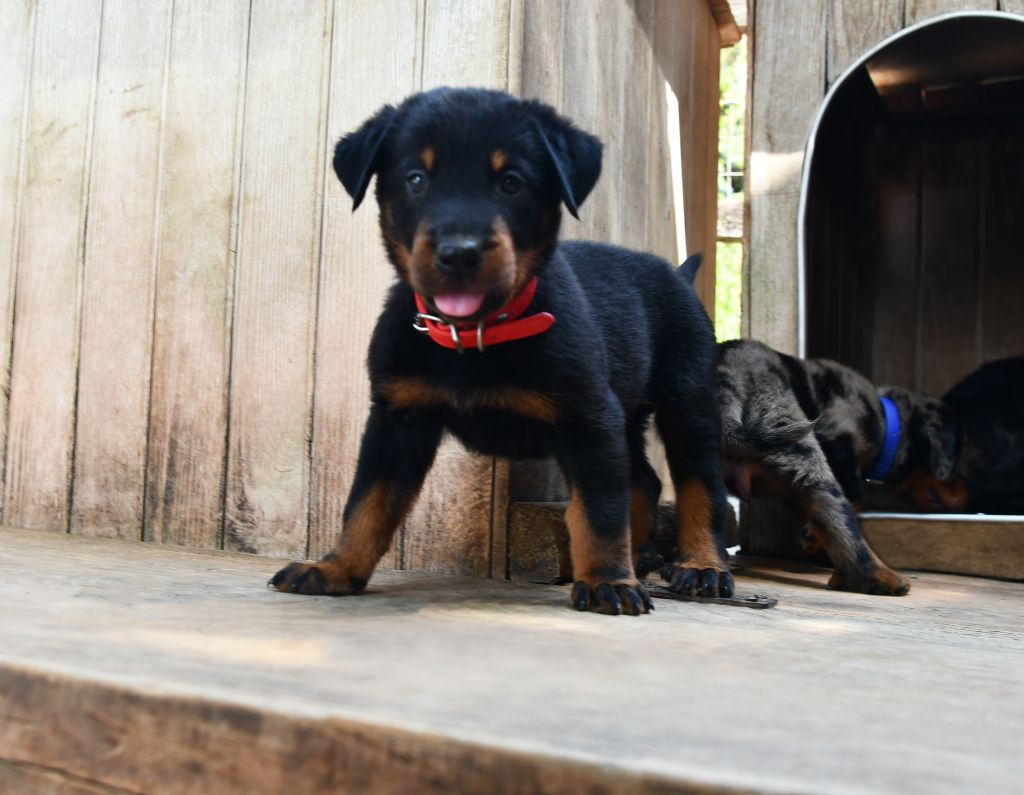 Des Gardiens De Rome - Chiots disponibles - Berger de Beauce