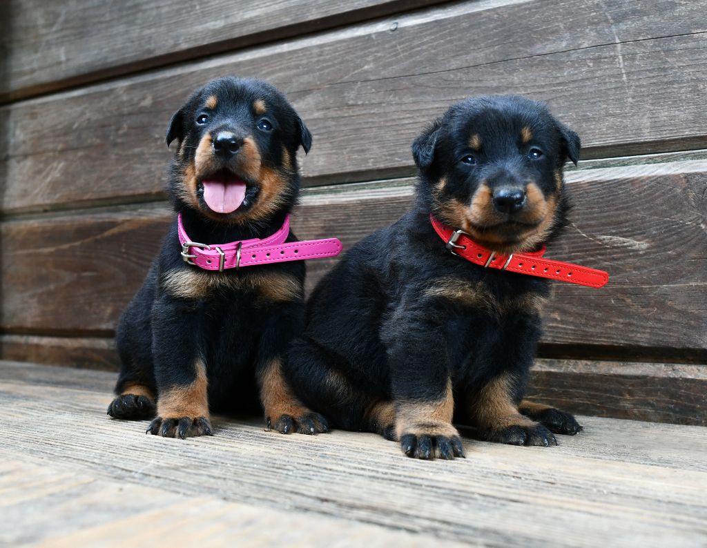 Des Gardiens De Rome - Chiots disponibles - Berger de Beauce
