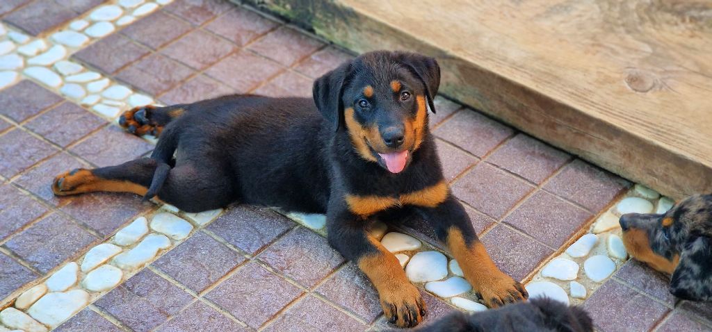 Des Gardiens De Rome - Chiots disponibles - Berger de Beauce