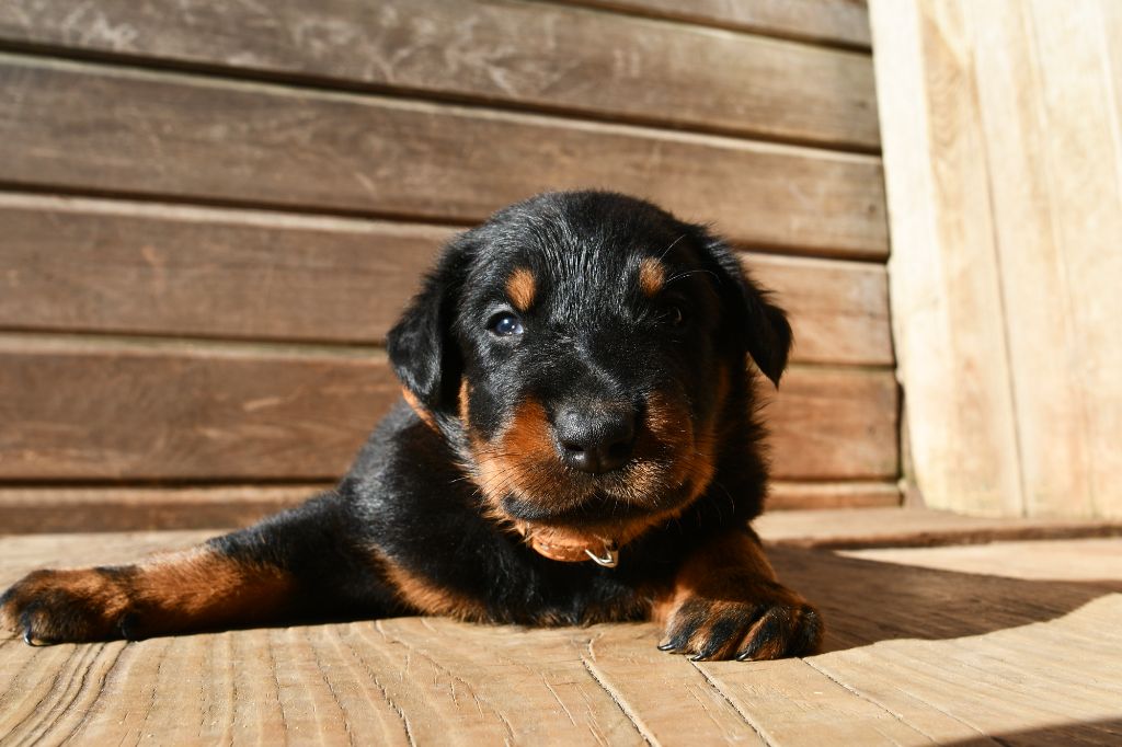 Des Gardiens De Rome - Chiots disponibles - Berger de Beauce
