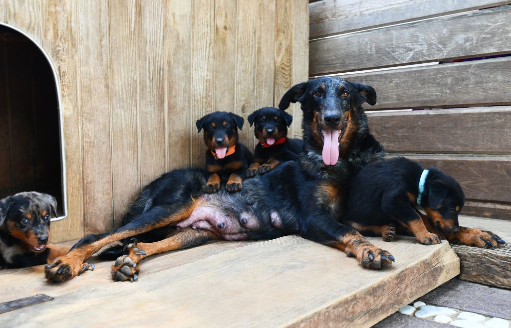 Chiot Berger de Beauce Des Gardiens De Rome