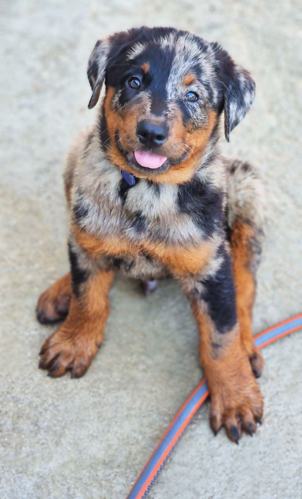 Des Gardiens De Rome - Chiots disponibles - Berger de Beauce