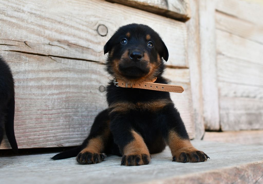 Des Gardiens De Rome - Chiots disponibles - Berger de Beauce