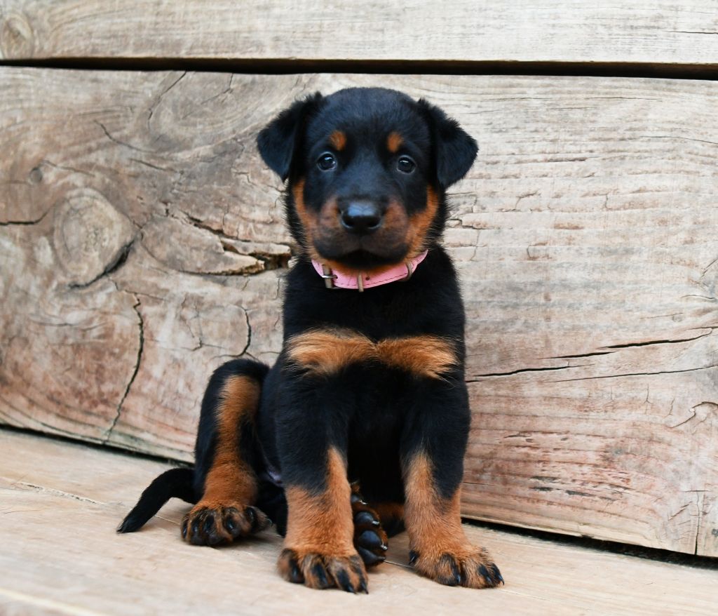 Des Gardiens De Rome - Chiots disponibles - Berger de Beauce