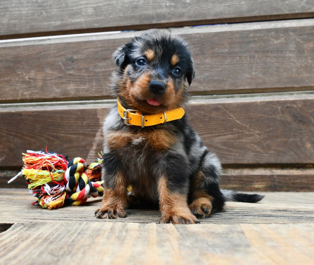 Des Gardiens De Rome - Chiots disponibles - Berger de Beauce