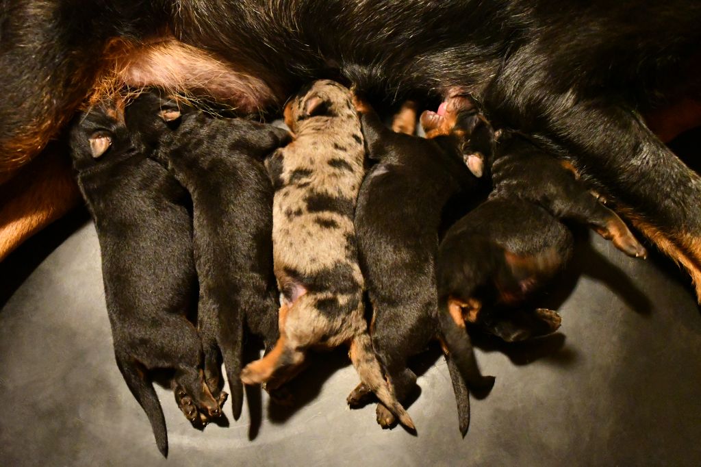 Des Gardiens De Rome - Chiots disponibles - Berger de Beauce