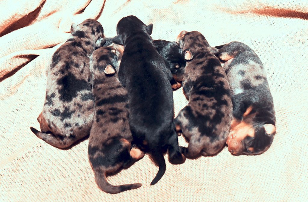 Des Gardiens De Rome - Chiots disponibles - Berger de Beauce