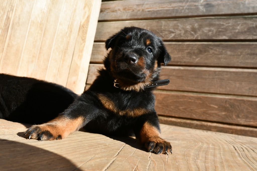 Des Gardiens De Rome - Chiots disponibles - Berger de Beauce